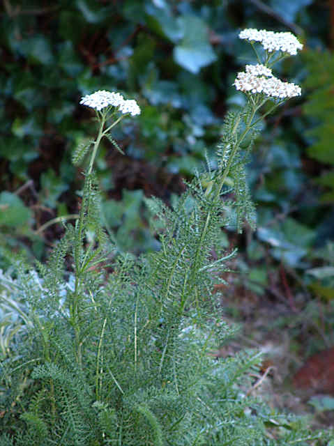 تتمة صورنباتات طبية  ACHILLEA%20MILLEFOLIUM